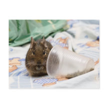 Degu Gnawing Her Food on the Bed