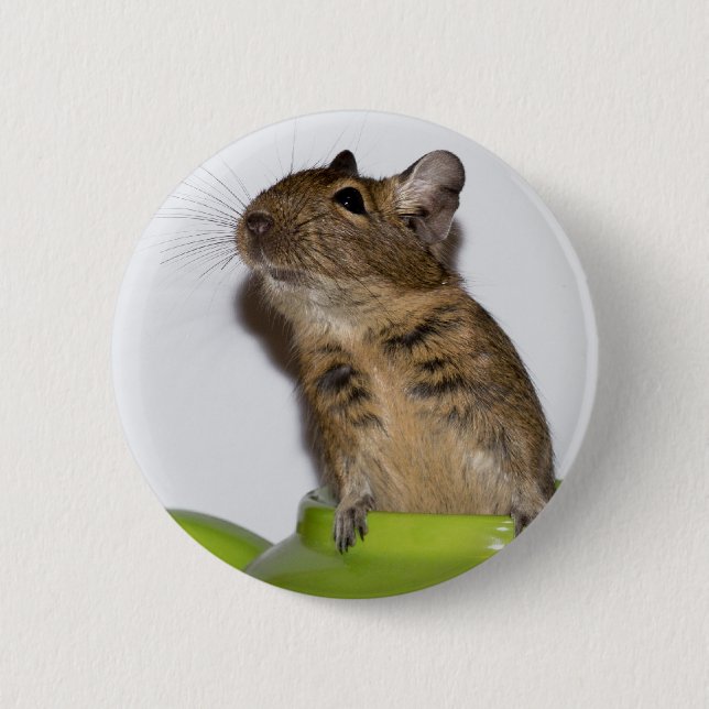 Degu in Green Photograph 6 Cm Round Badge (Front)