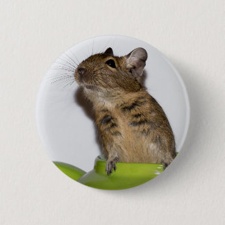 Degu in Green Photograph 6 Cm Round Badge