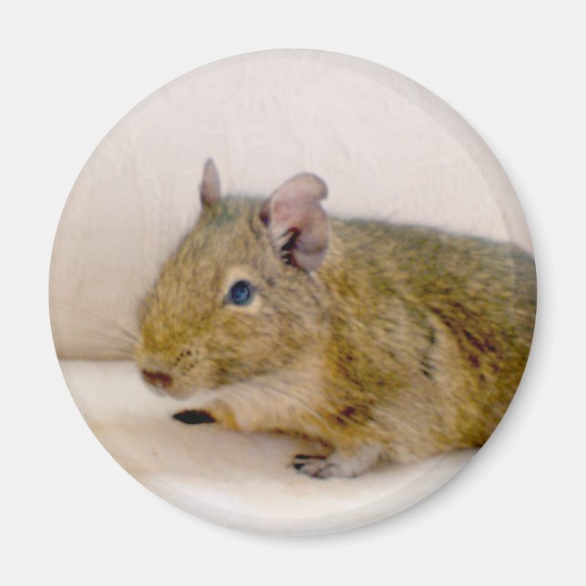 Degu Magnet (Front)