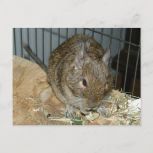 Degu On Edge Of Plywood Eats Little Bits Of Food Postcard