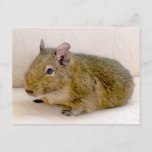 Degu Postcard