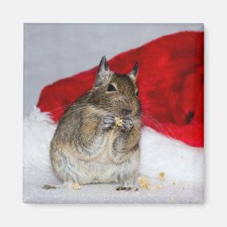 Degu with Santa Hat Festive Magnet