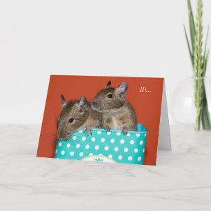 Degus inside Coffee Tin 'Hi' Card