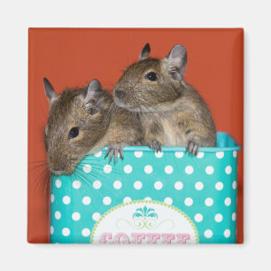 Degus with Polka Dots Magnet