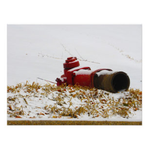 "Dehydrated" Photo Print