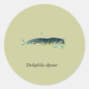 Deilephila elpenor caterpillar classic round sticker