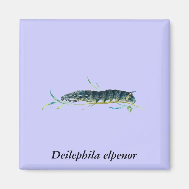 Deilephila elpenor caterpillar magnet (Front)