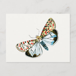 Deiopeia pulchella - Crimson-Speckled Flunkey Moth Postcard