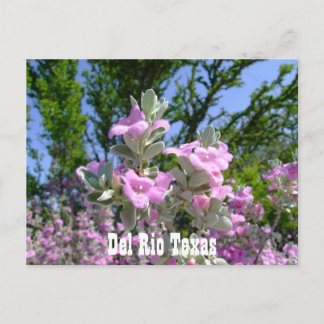del rio texas souvenirs purple sage postcard