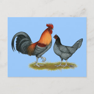 Delaware Blue Hen Postcard