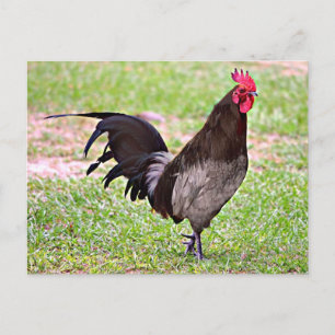 Delaware Blue Hen (Rooster) Postcard