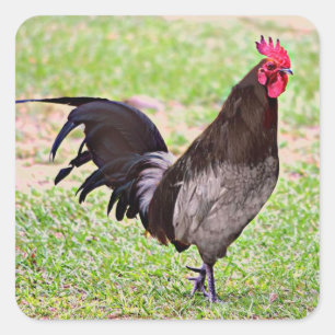 Delaware Blue Hen (Rooster) Square Sticker