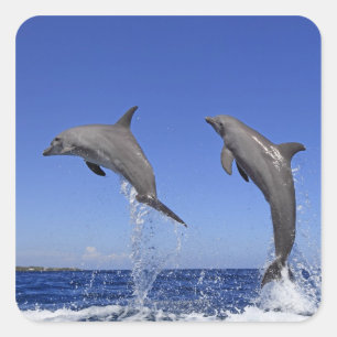 Delfin 2 square sticker