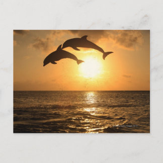 Delfin 3 postcard