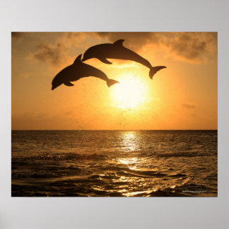 Delfin 3 poster