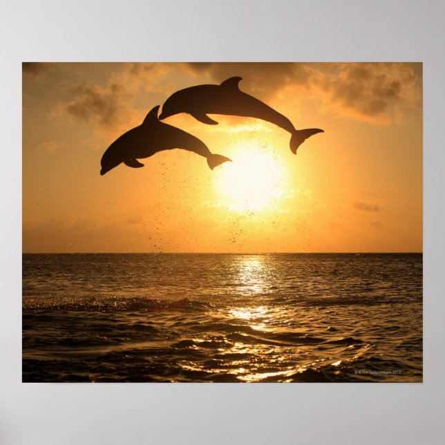 Delfin 3 poster (Front)