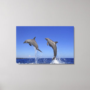 Delfin,Delphin,Grosser Tuemmler,Tursiops 3 Canvas Print