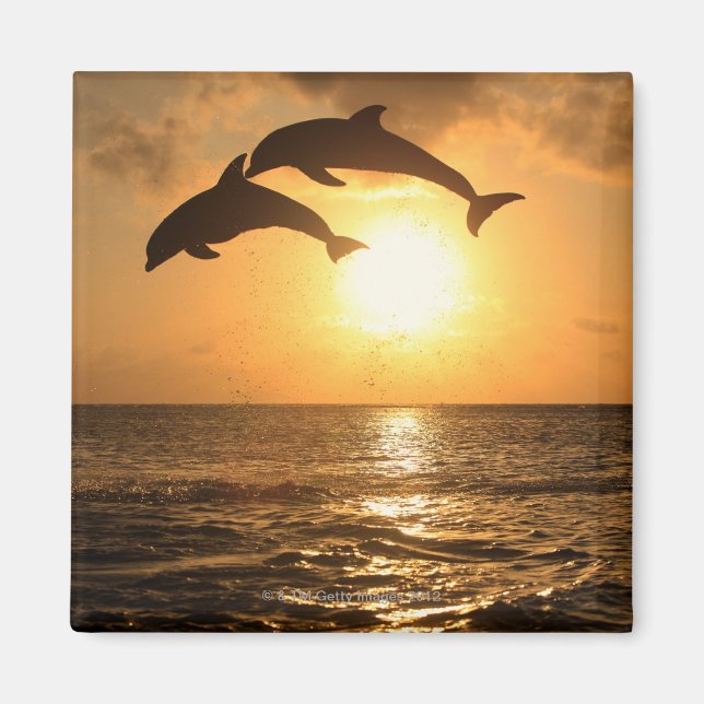 Delfin,Delphin,Grosser Tuemmler,Tursiops Magnet (Front)