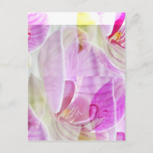 Delicate and Beautiful Orchid Floral Postcard