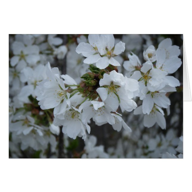 "Delicate Blossoms" (Front Horizontal)