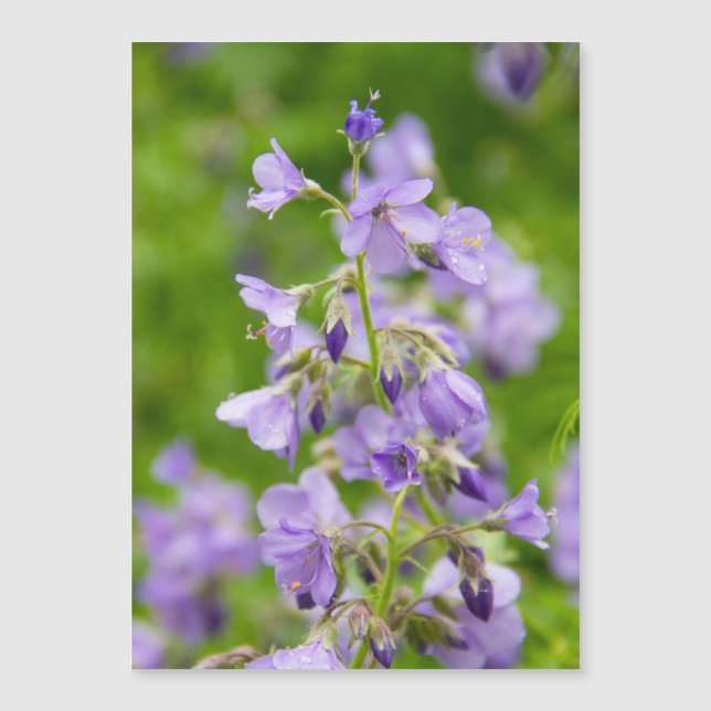 Delicate blue flowers on a green field in a spring (Front)