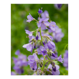 Delicate blue flowers on a green field in a spring poster
