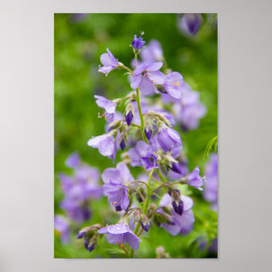 Delicate blue flowers on a green field in a spring poster