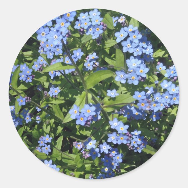 Delicate Blue Forget-Me-Not Photo Stickers (Front)