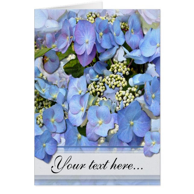 Delicate Blue Lacecap Hydrangea (Front)