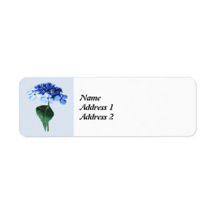 Delicate Blue Lacecap Hydrangea