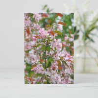 Delicate branch with flowers apple tree