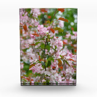 Delicate branch with flowers apple tree photo block