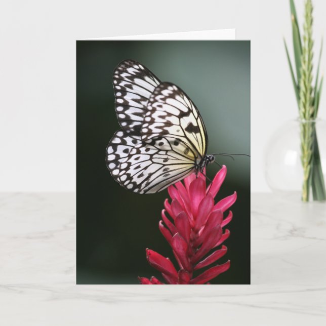 Delicate Card (Front)