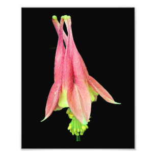 Delicate Columbine Flower 8x10 Photo Print