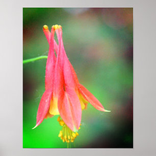 Delicate Columbine Flower Poster