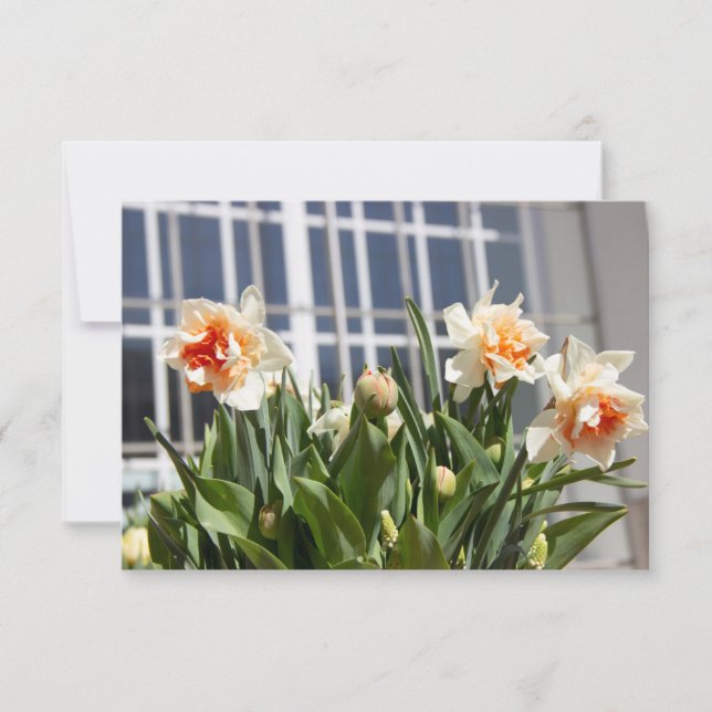 Delicate cute daffodils spring  (Front)