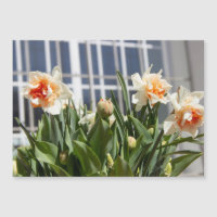 Delicate cute daffodils spring