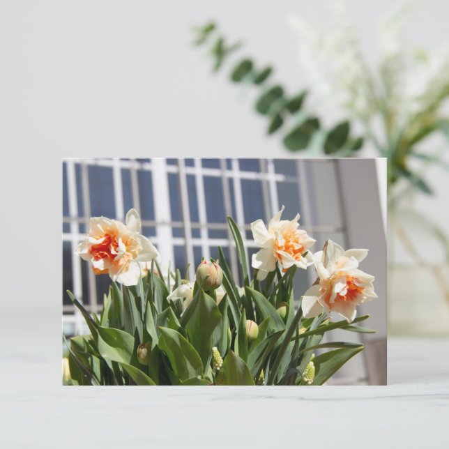 Delicate cute daffodils spring  (Standing Front)