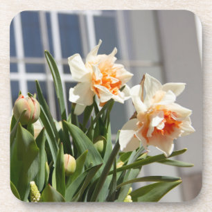 Delicate cute daffodils spring coaster