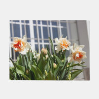 Delicate cute daffodils spring  