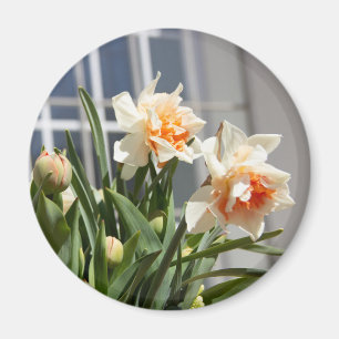 Delicate cute daffodils spring  magnet
