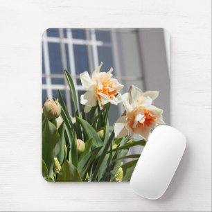 Delicate cute daffodils spring     mouse pad