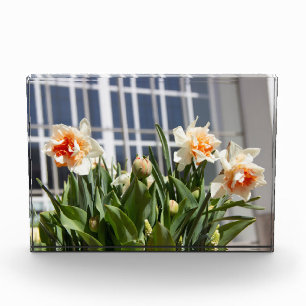 Delicate cute daffodils spring photo block