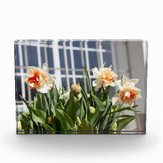 Delicate cute daffodils spring photo block