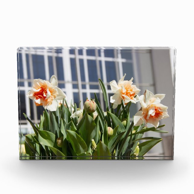 Delicate cute daffodils spring  photo block (Front)