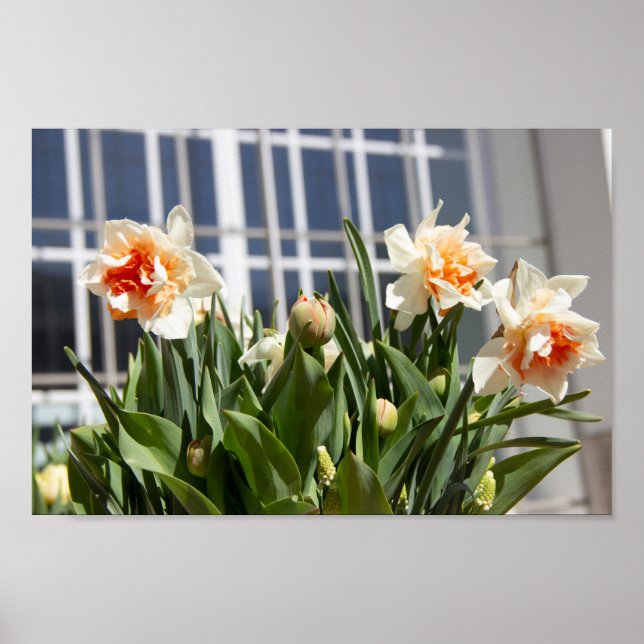 Delicate cute daffodils spring poster (Front)