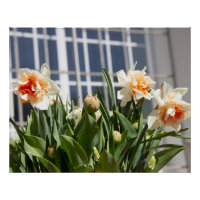 Delicate cute daffodils spring 