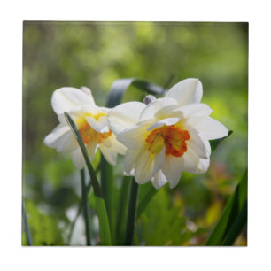 Delicate cute daffodils spring tile