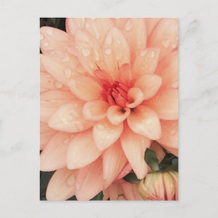 Delicate Dahlia Postcard